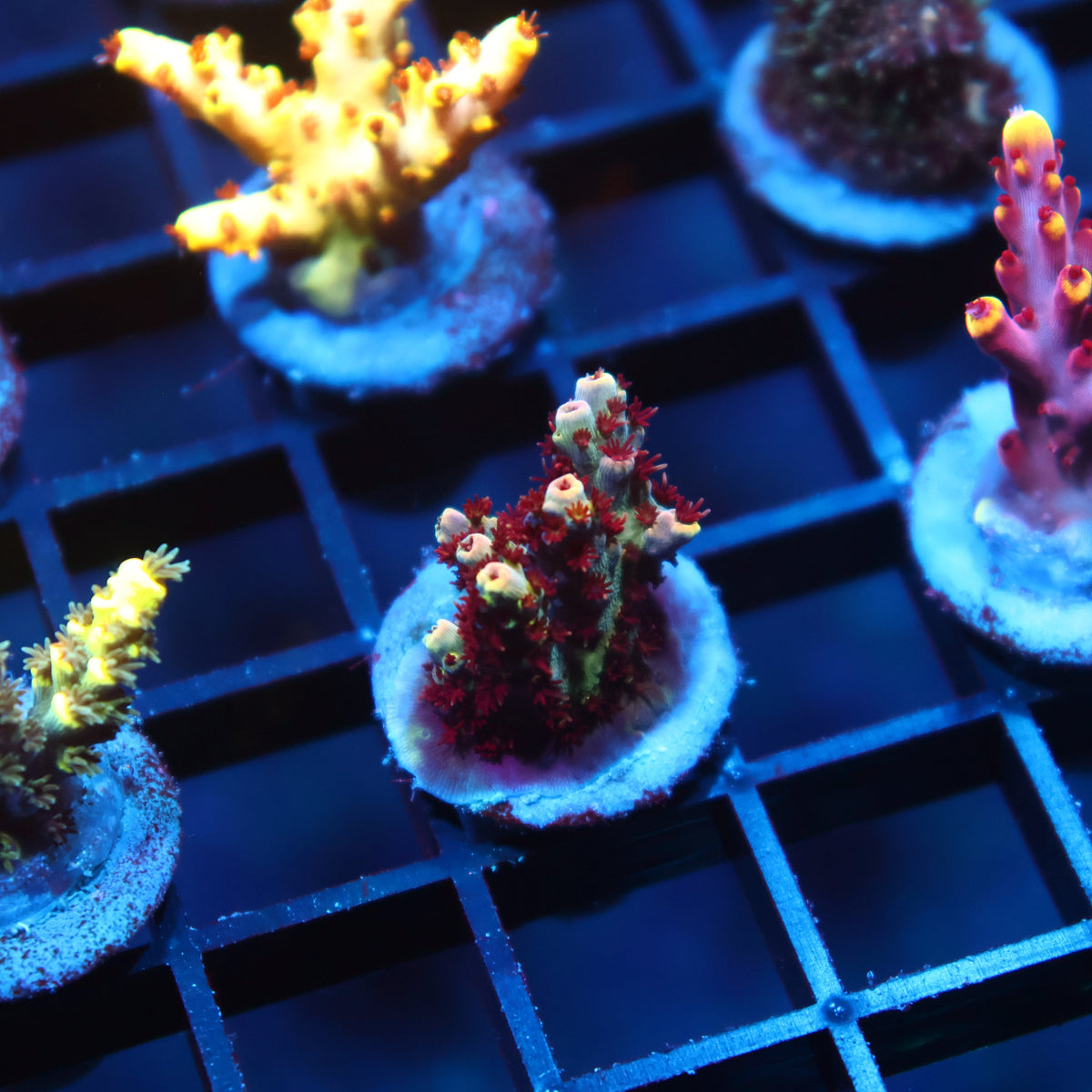 TCK Blastwave Acro