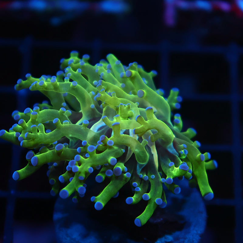 TCK Branching Green and Purple Frogspawn