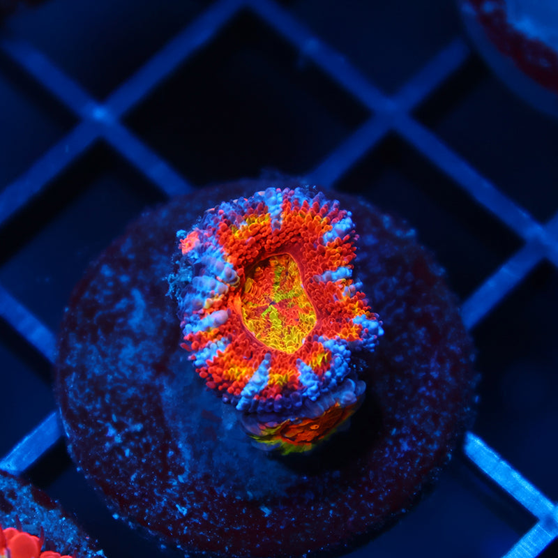 TCK Crazy Rainbow Acan