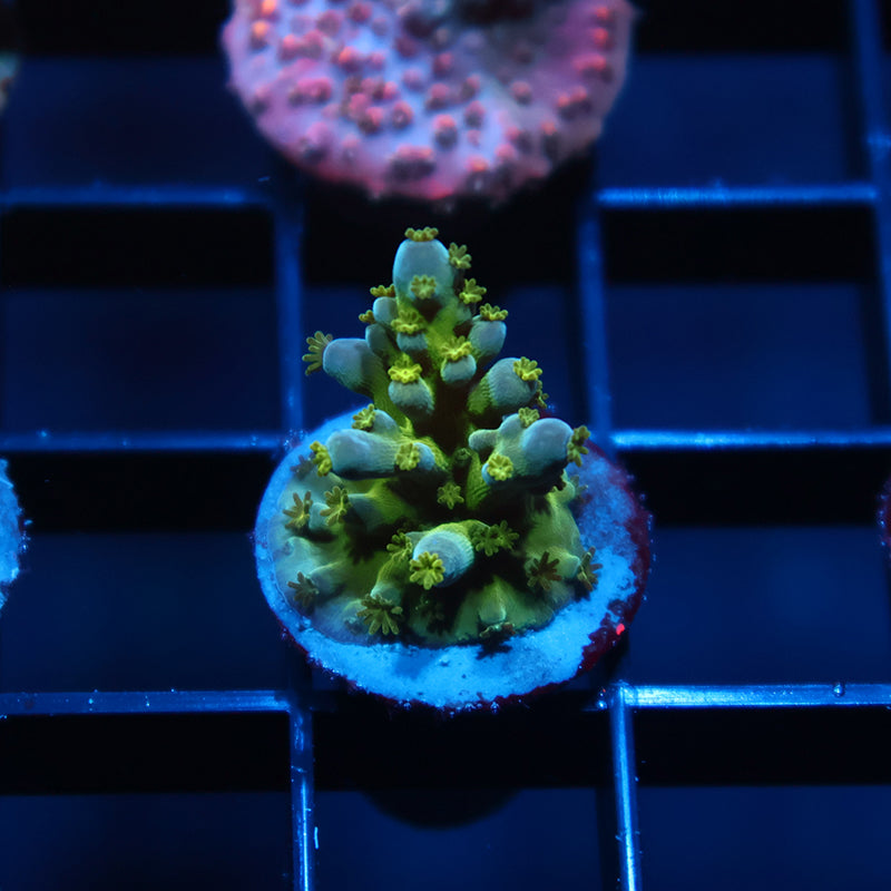 TCK Green Bottlebrush