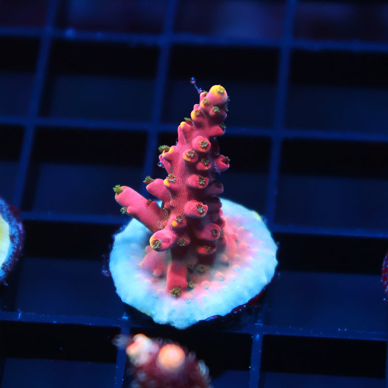 TCK Glow Forge Acro