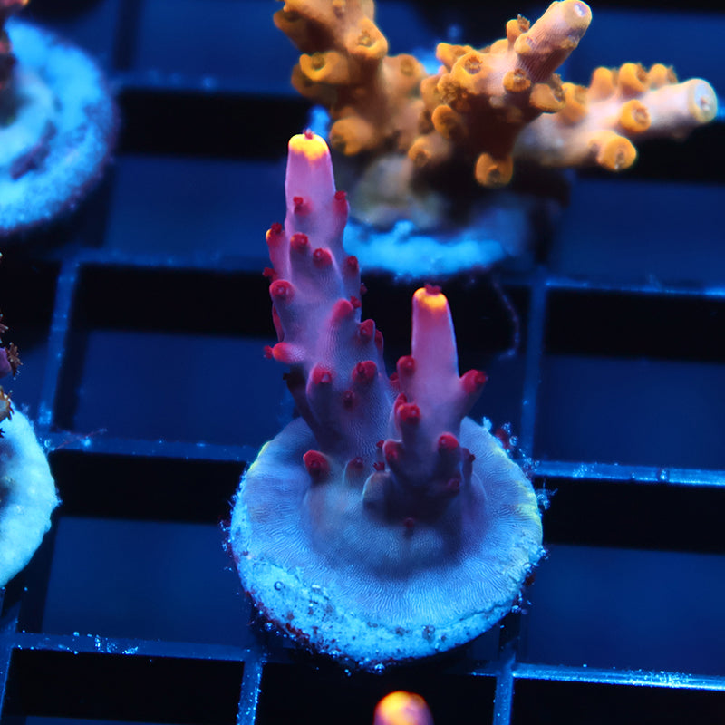 JF Fox Flame