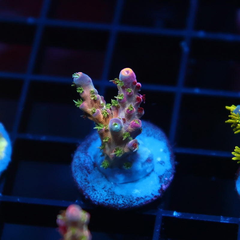 TCK Grafted Kaleidoscope
