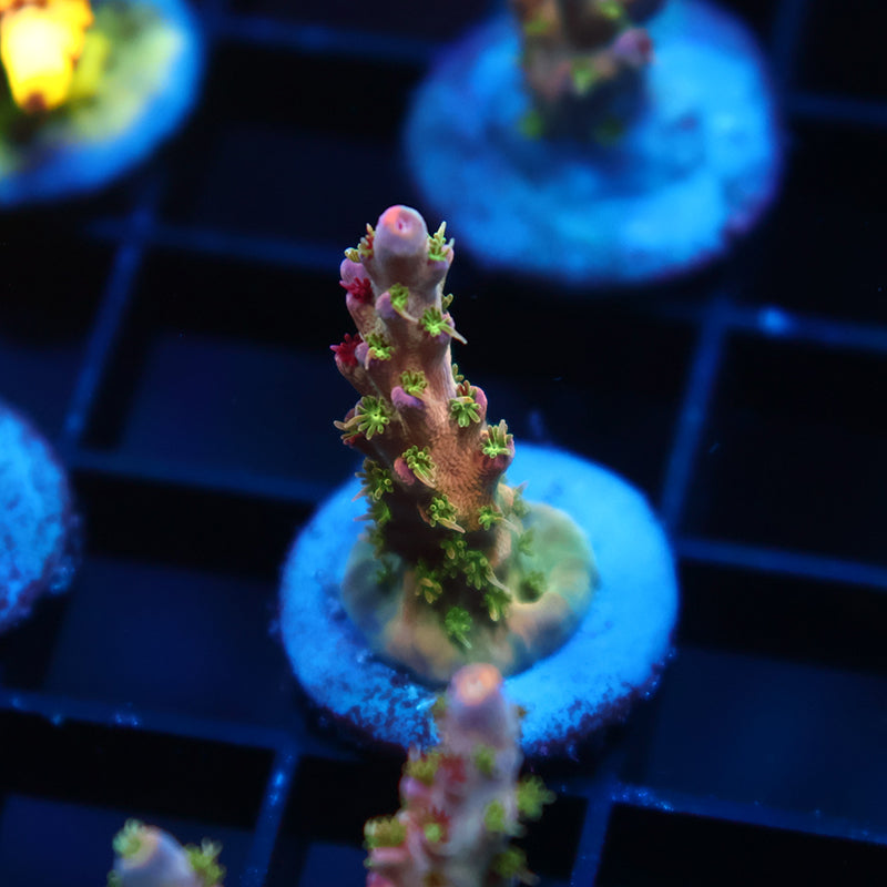 TCK Grafted Kaleidoscope