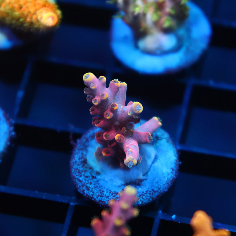 TCK Glow Forge Acro