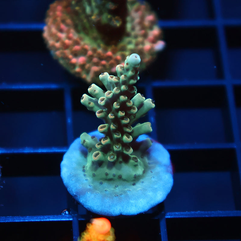 TCK Pink Polyp Shortcake