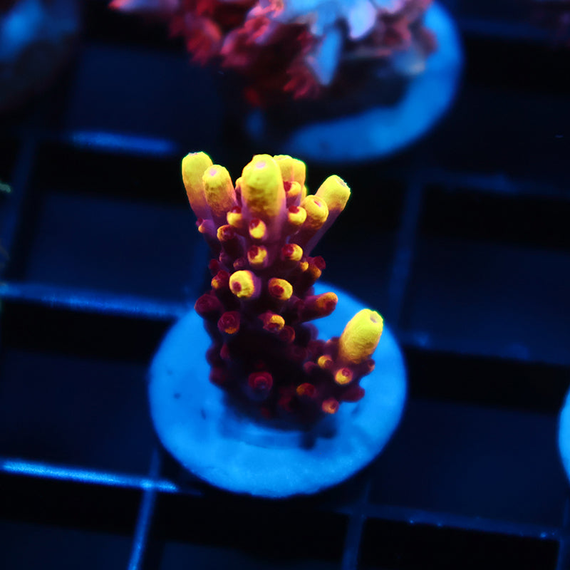 JF Fox Flame