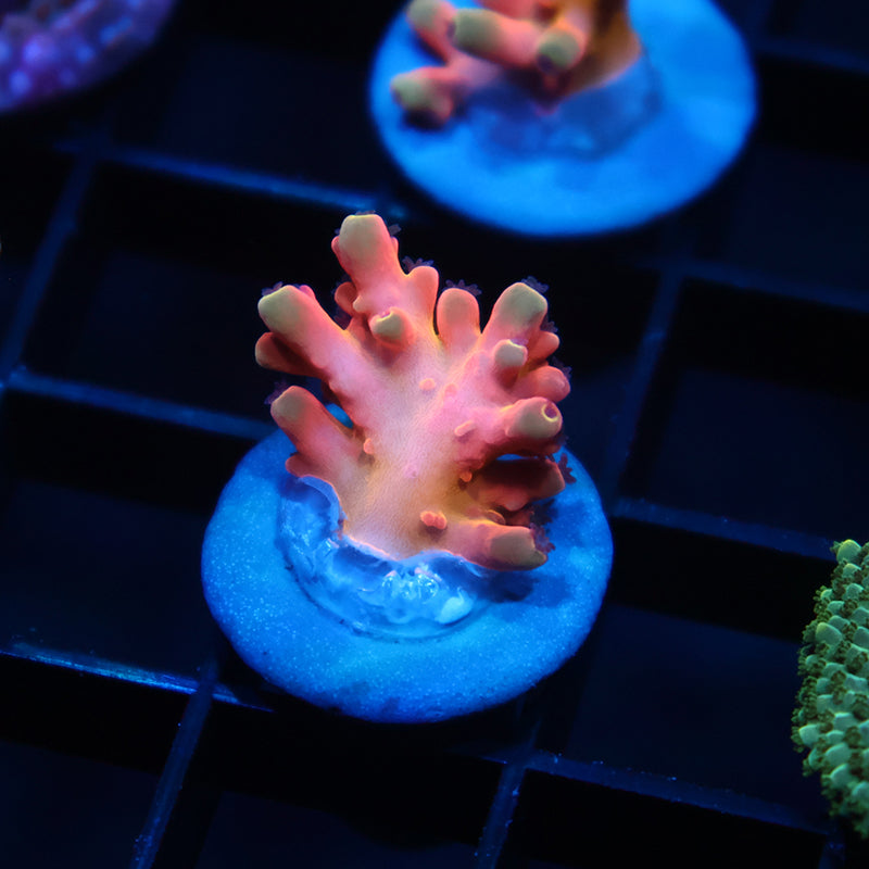 TCK Atomic Echinata