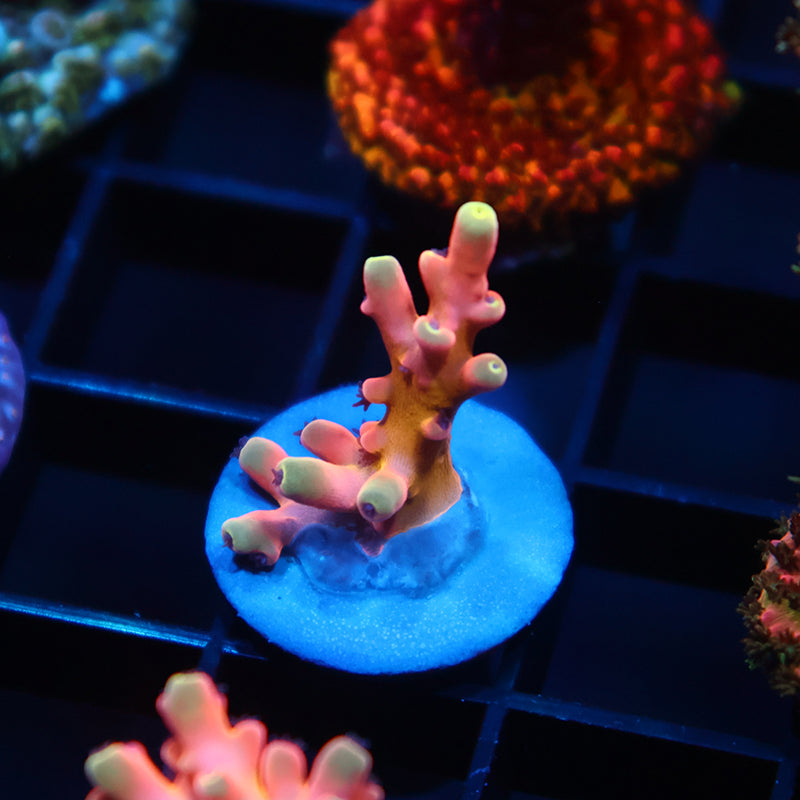 TCK Atomic Echinata