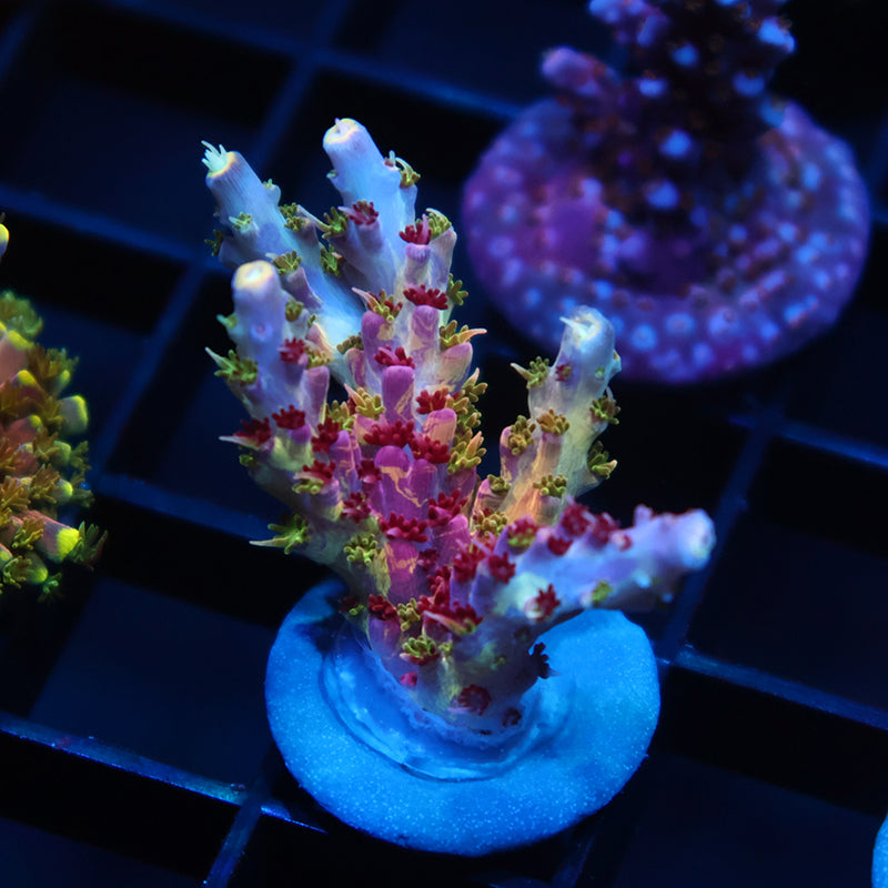 Insane TCK Grafted Kaleidoscope
