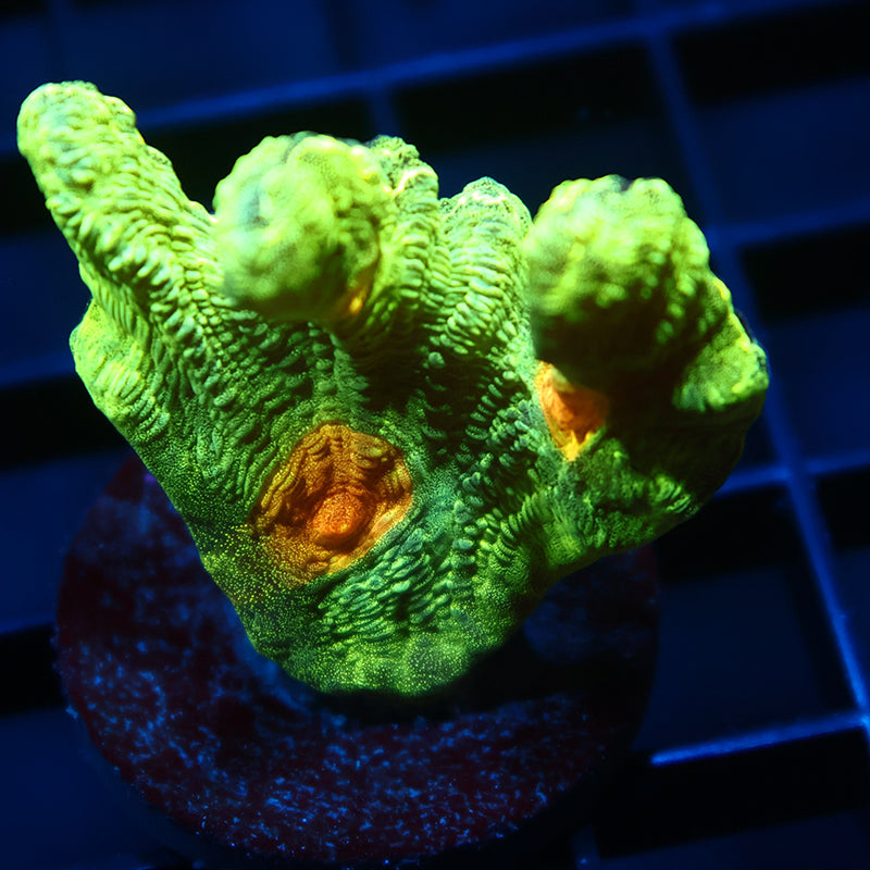 Space Invader Pectinia