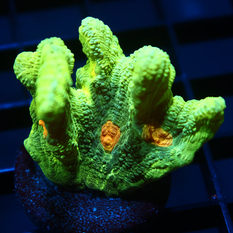 Space Invader Pectinia