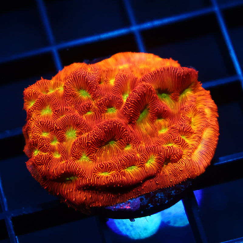 JF Jack-O-Lantern Lepto