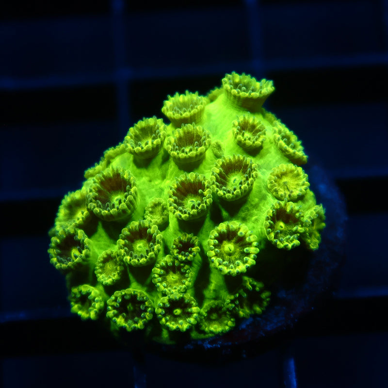 TCK Toxic Plesiastrea