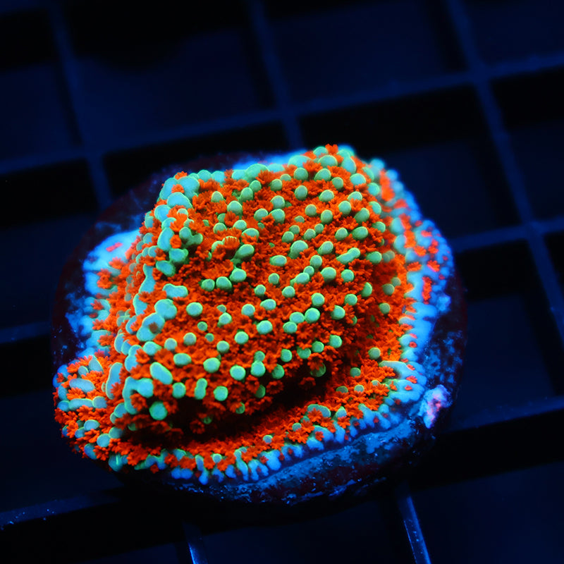 JF Aquaman Monti