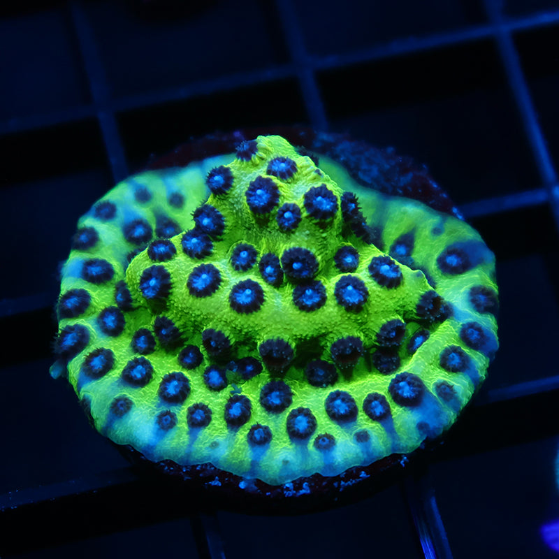 JF Purple People Eater Cyphastrea