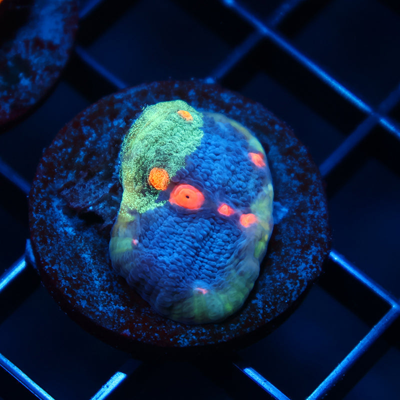 TCK Grafted Candy Eye Chalice