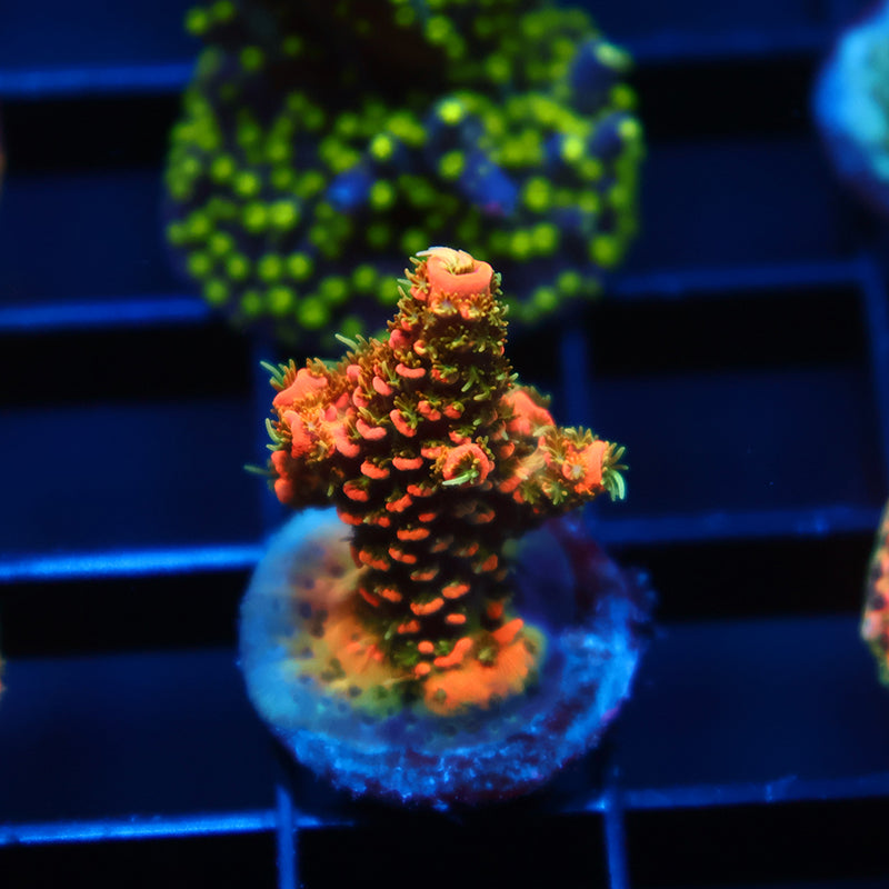 JF Solar Flare Milli