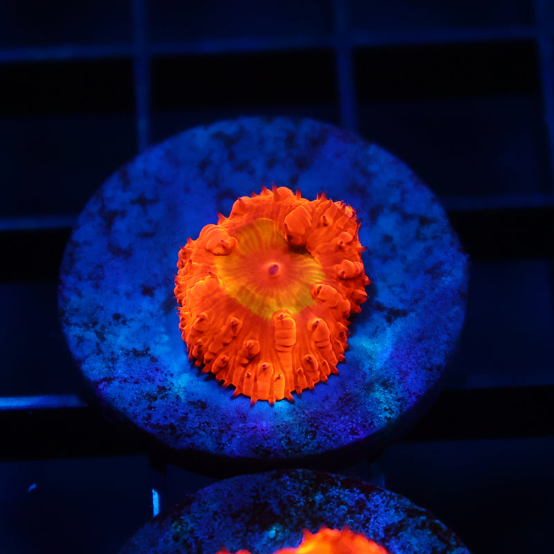 WWC Rainbow Blasto