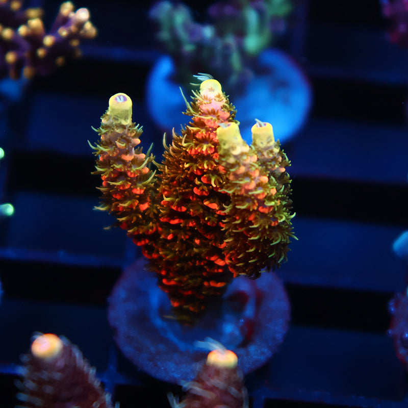 JF Solar Flare Milli