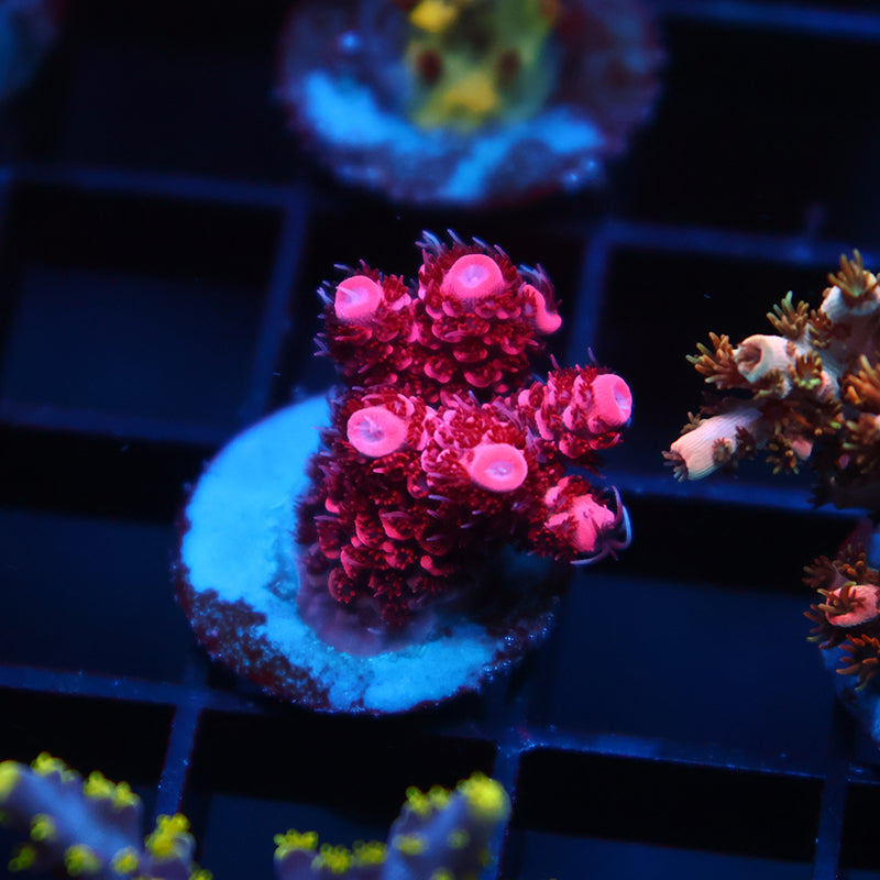 RR Bloodshot Milli