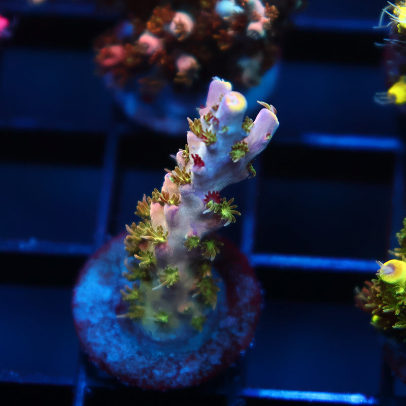 TCK Grafted Kaleidoscope