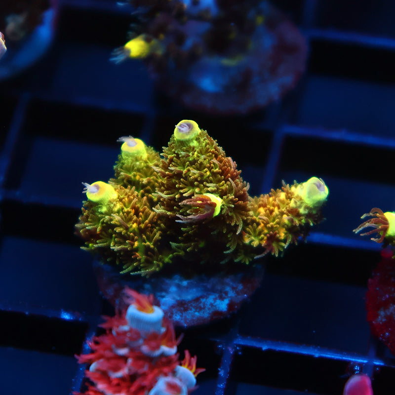 RRC Rainbow Splice Green