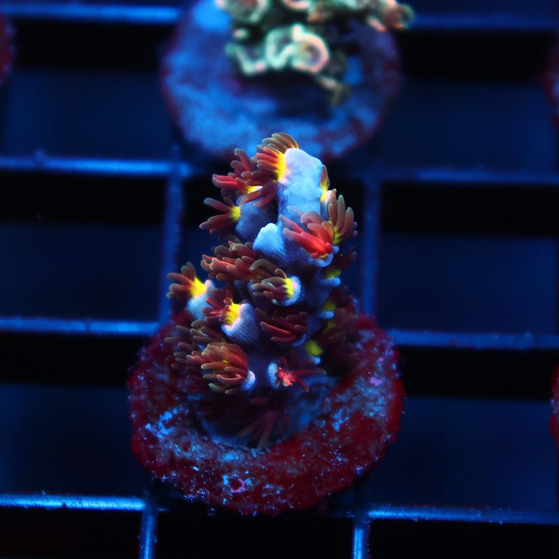 TCK Hyperdrive Speciosa