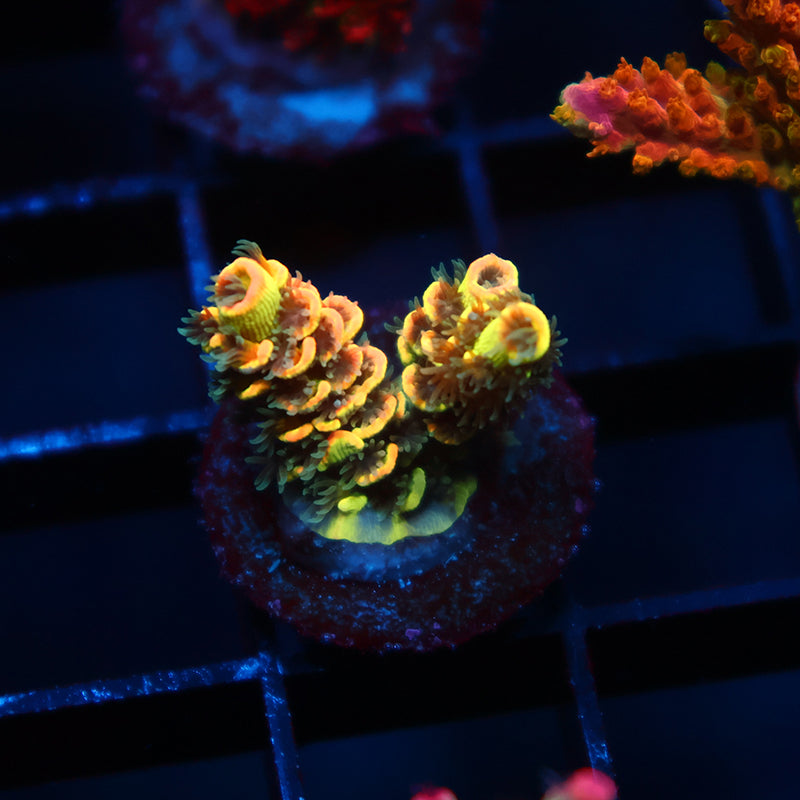 TCK Solar Beam Malaysia Tenuis