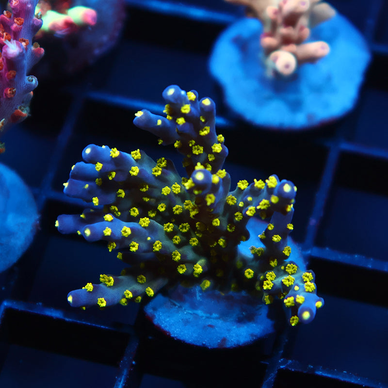 TCK Bonsai