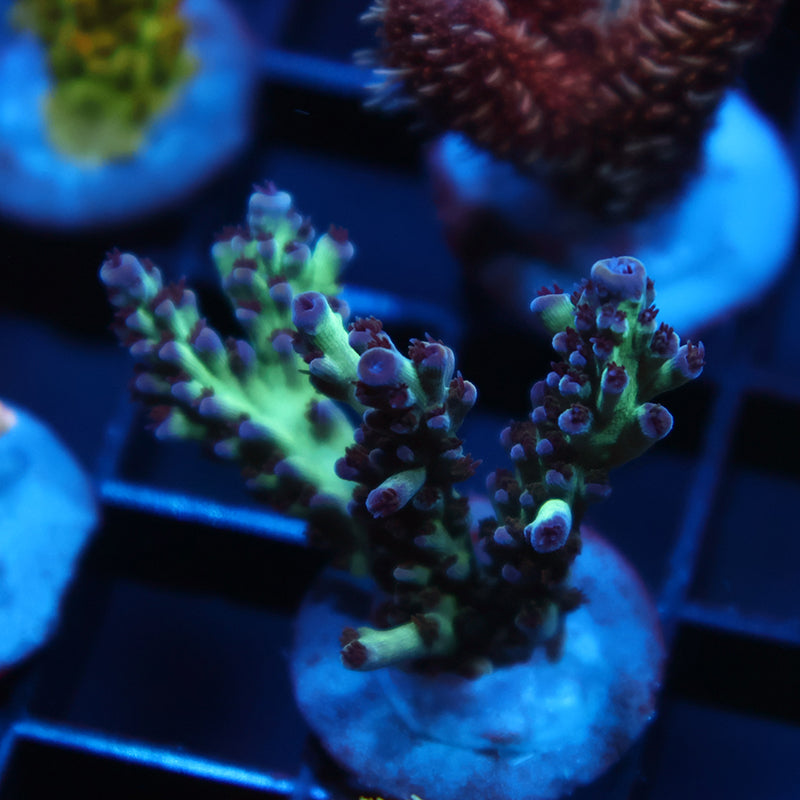 BC Therman's Rainbow