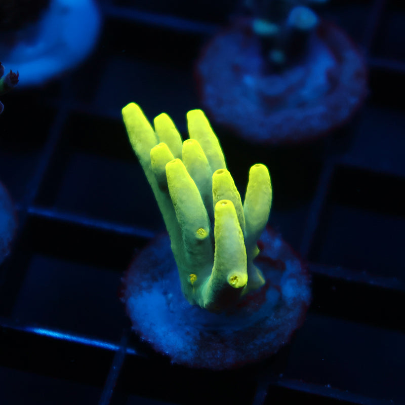 TCK Banana Suharsonoi