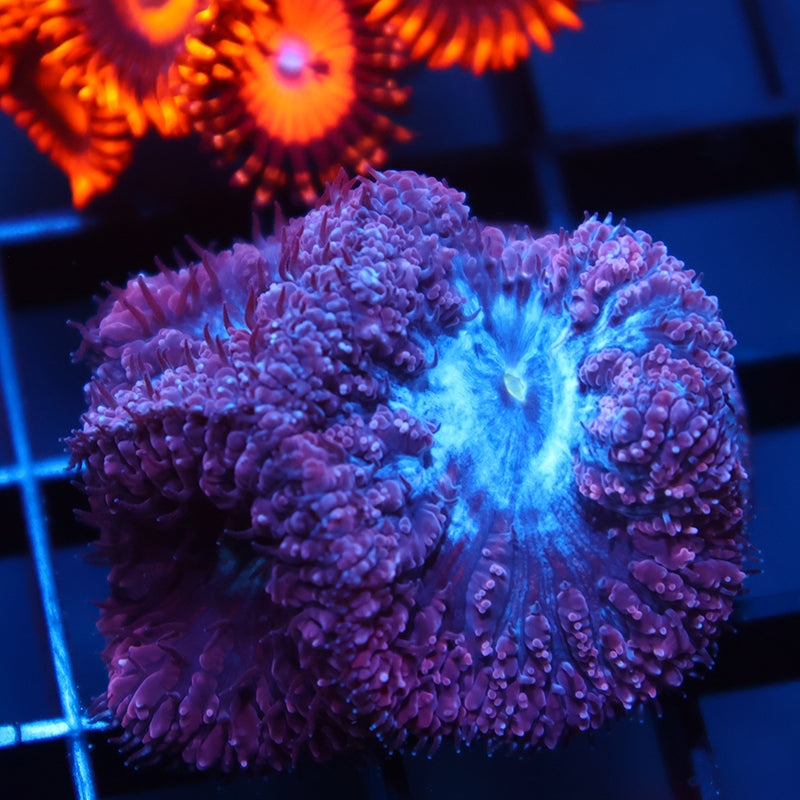 TCK Frosty Purple Blastos