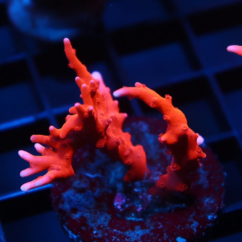 JF TNT Anacropora