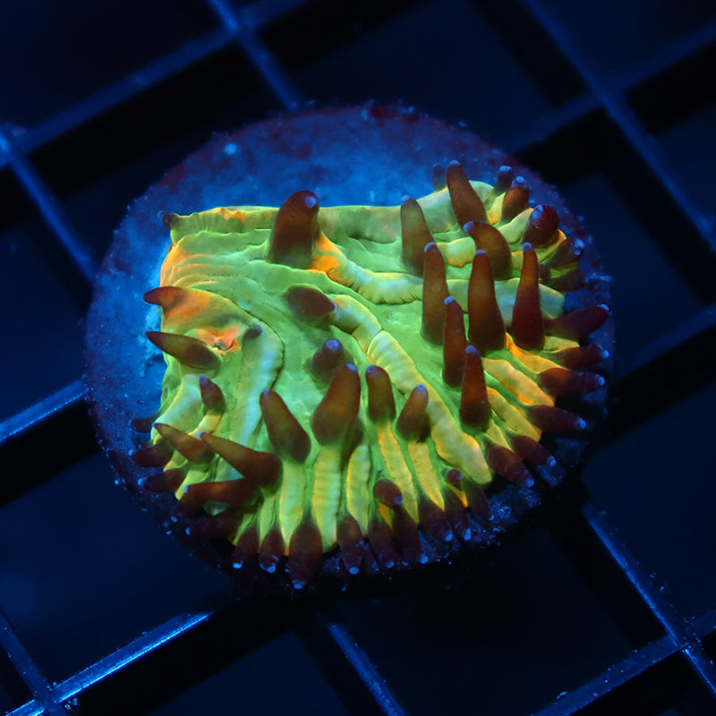 TCK Lemonhead Plate