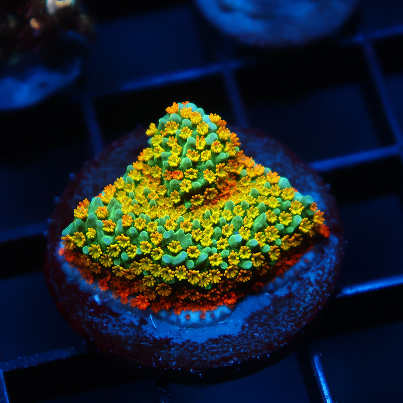 TCK Rainbow Roads Monti