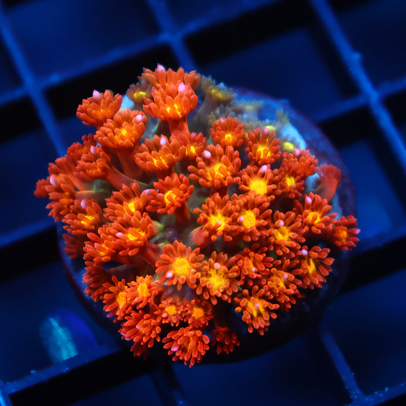 TCK Oddball Bernardpora Goni