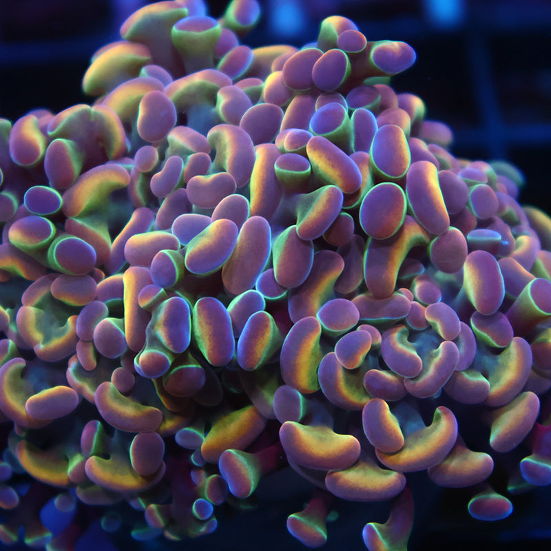TCK Holographic Branching Hammer