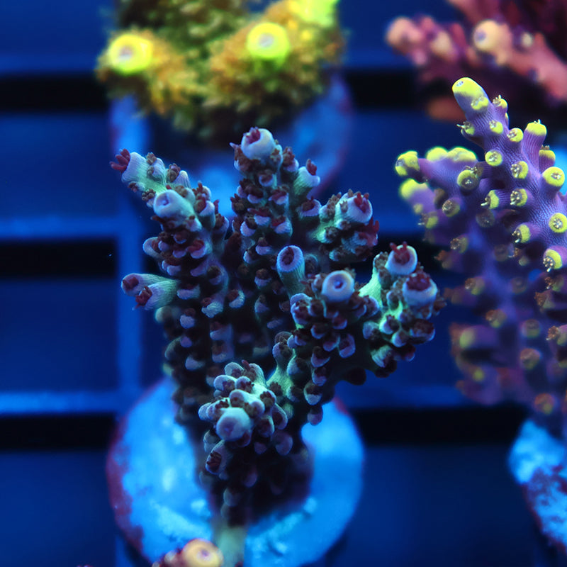 BC Therman's Rainbow