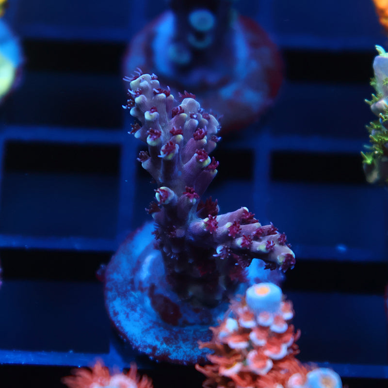 Sanjay's Grape Concord