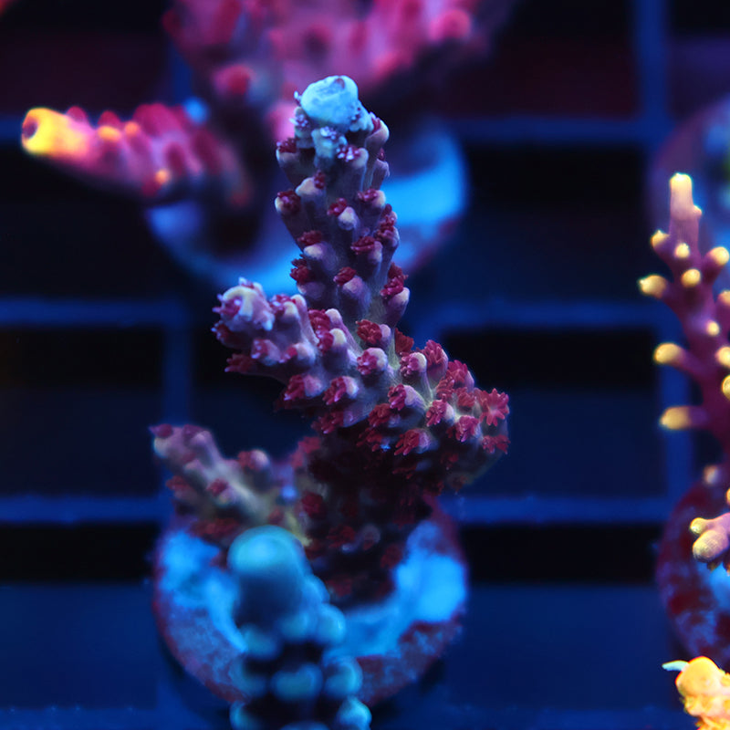 Sanjay's Grape Concord