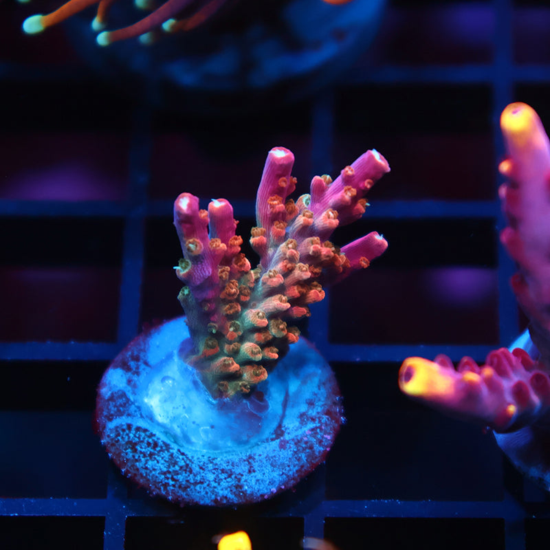 TCK Rainbow Fusion Stag