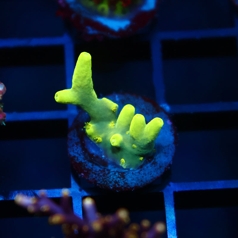 TCK Banana Suharsonoi