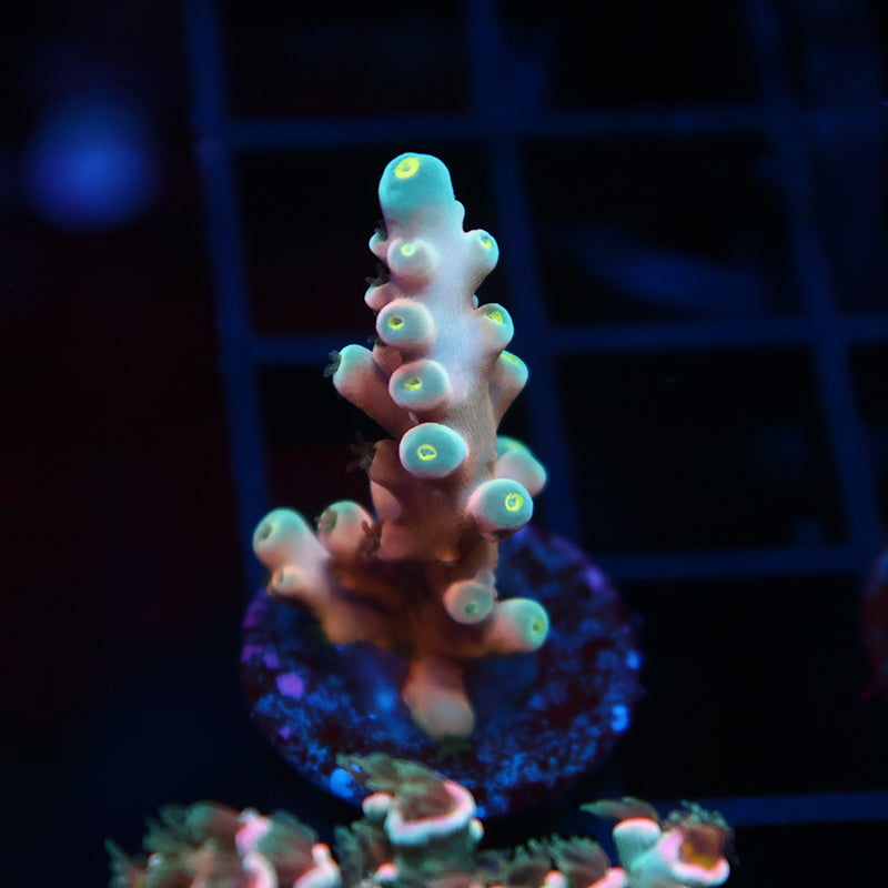 RRC Hellfire Echinata