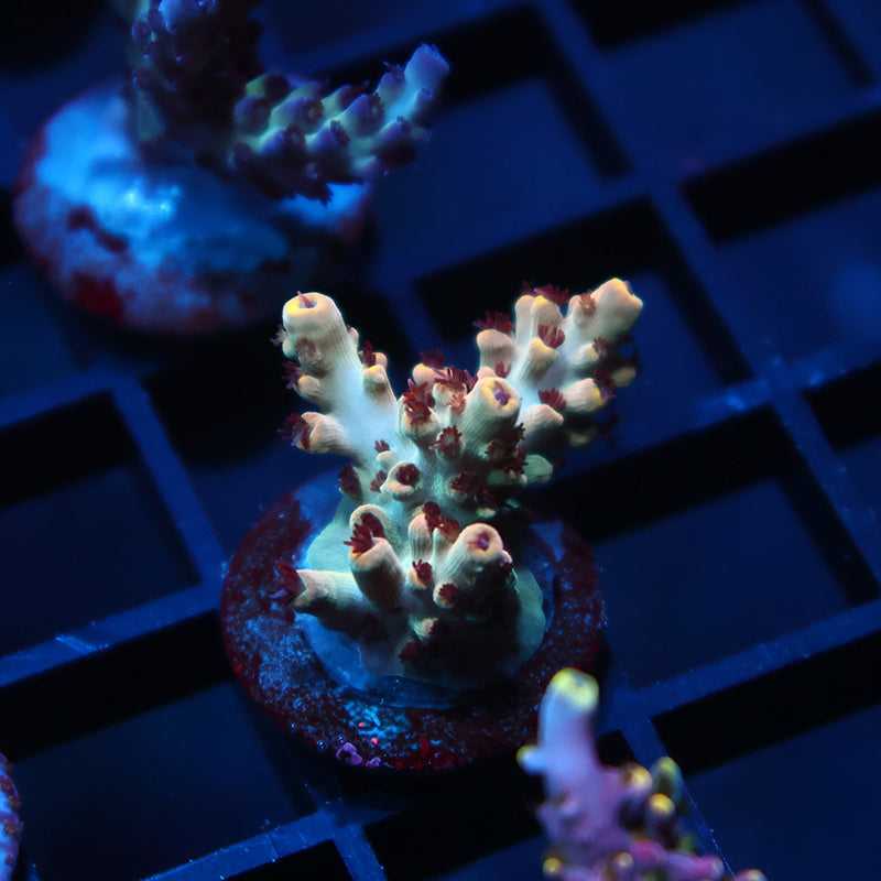 TCK Hyperion Acro