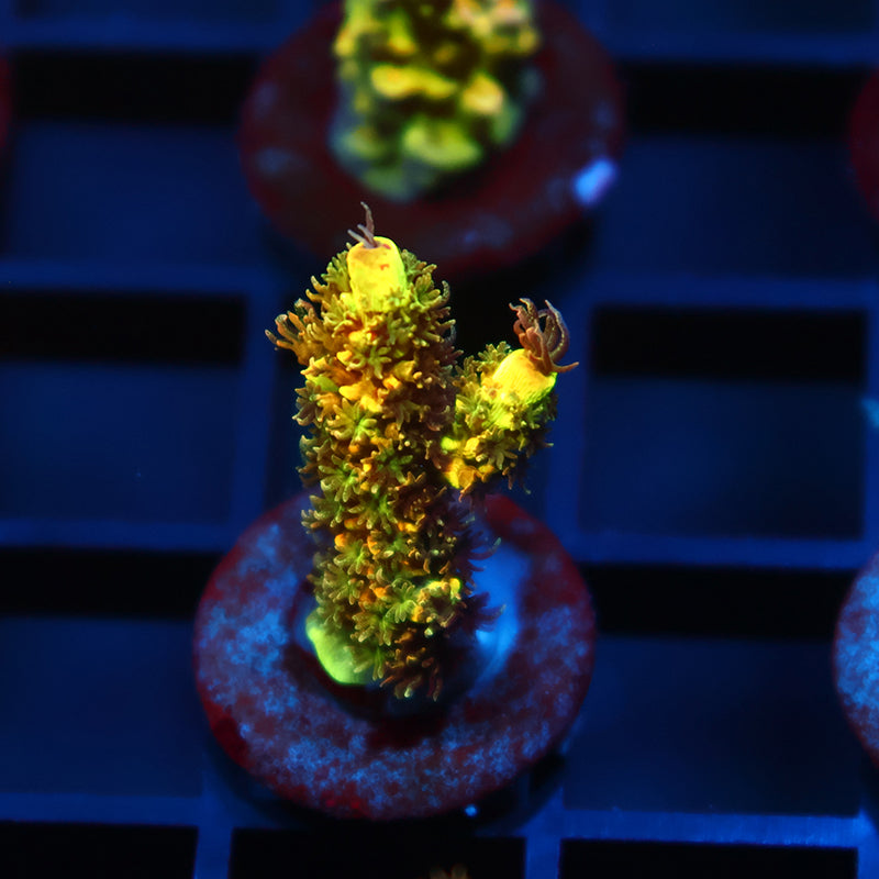 RRC Rainbow Splice Green