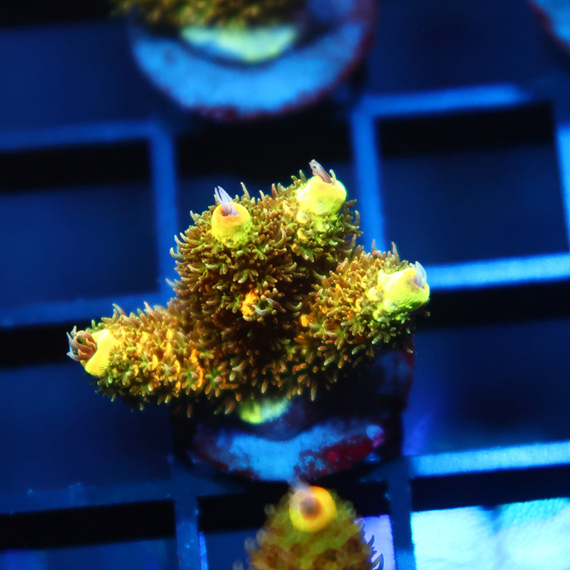 RRC Rainbow Splice Green