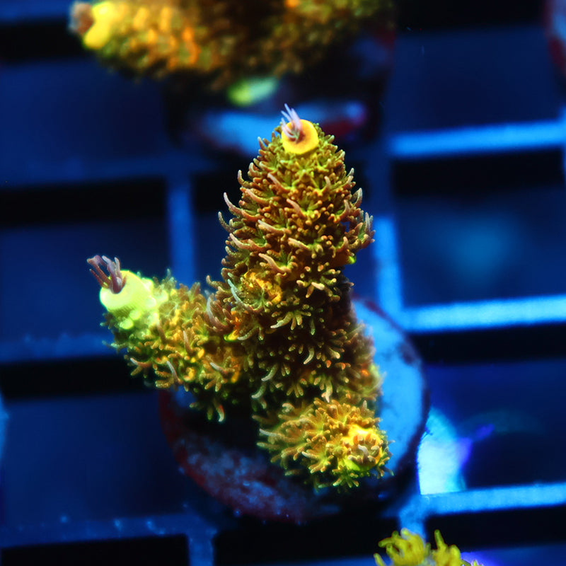 RRC Rainbow Splice Green