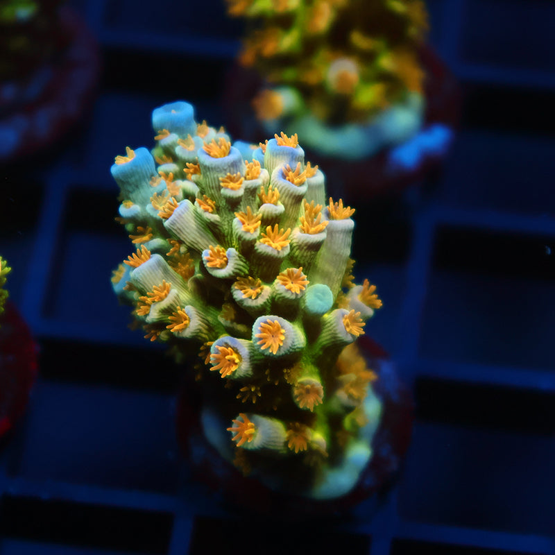 RRC Orange Passion