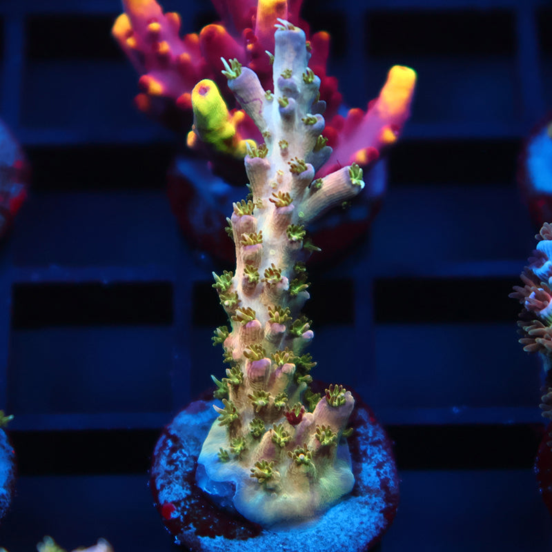TCK Grafted Kaleidoscope